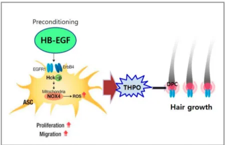 Figure 7. Summary. Preconditioning of ASCs with HB-EGF stimulates ASCs via ROS generation by NOX4 and Hck phosphorylation