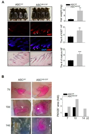 Figure 2. Preconditioning ASCs with HB-EGF promotes hair growth in vivo. (A) HB-EGF-preconditioned ASCs or untreated ASCs were injected into the dorsal skin of shaved mice
