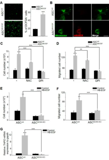 Figure 5. HB-EGF increases reactive oxygen species (ROS) levels by regulating NOX4 activity in mitochondria