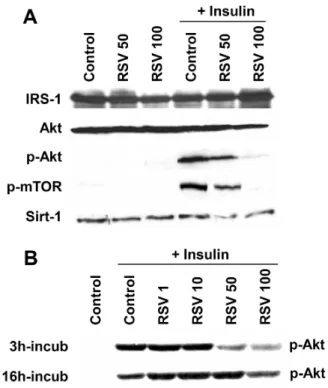 Fig.  3.  Resveratrol inhibits insulin signaling pathway in 3T3-L1  adipocytes. 3T3-L1 cells were differentiated into adipocytes as described in Materials and Methods