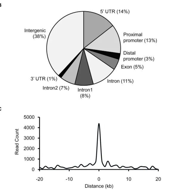 Figure 1. ChIP-seq analysis for ChREBP–DNA binding in human liver cells, HepG2. (A) Summary of peak analysis