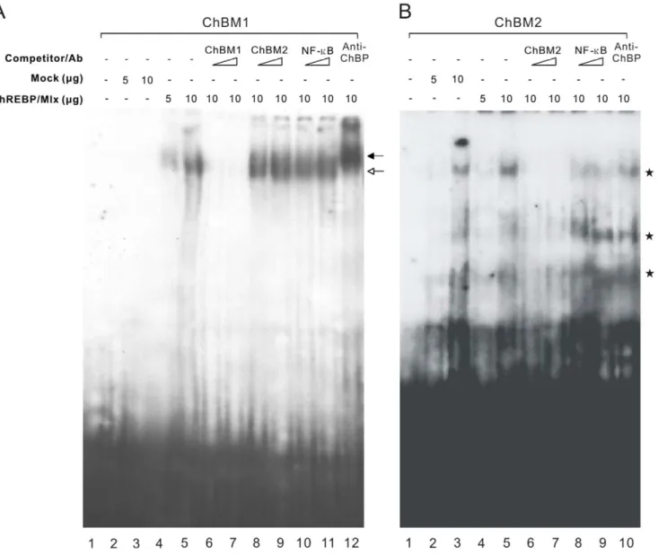 Figure 5. Validation of ChREBP/Mlx binding to two enriched motifs, ChBM1 and ChBM2. Electrophoretic mobility shift assays were performed with an oligonucleotide containing the ChBM1 (A) or ChBM2 (B) probe