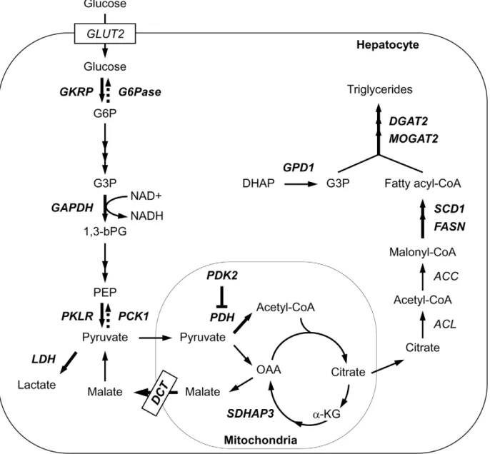 Figure 6. Genes identified as ChREBP targets in De novo lipogenesis pathway. A schematic of the de novo lipogenesis pathway is shown