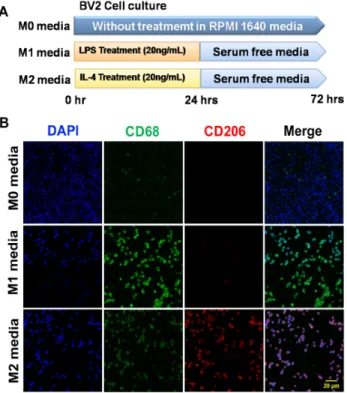 Fig. 1.  Polarization of BV2 microglial cells using conditioned  media. (A) Schematic time course of the in vitro experiments