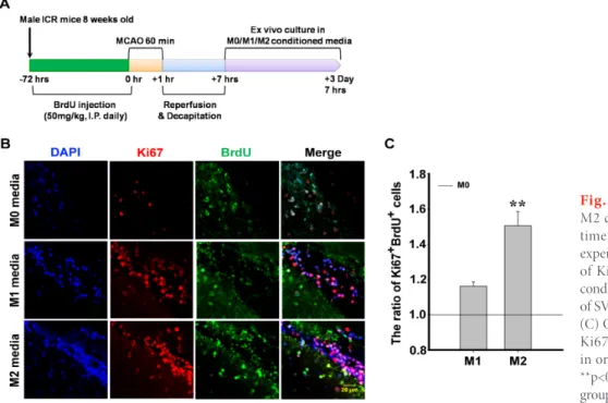 Fig. 2.  Proliferation SVZ-NSPCs in  M2 conditioned media. (A) Schematic  time course of the in vivo and ex vivo  experiments