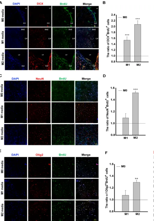 Fig. 3.  Differentiation of SVZ-NSPCs in  M2 conditioned media. M0, M1, or M2  conditioned media induced the differentiation  of SVZ-NSPCs in the organotypic brain