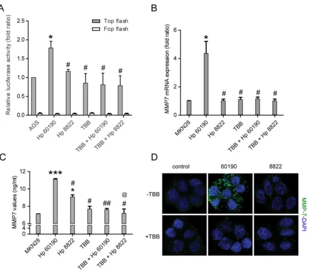 Figure  5.  H.  pylori  promotes  β-catenin/TCF  promoter  activity  and  downstream  MMP7  expression  by  increasing  PKCK2  activity