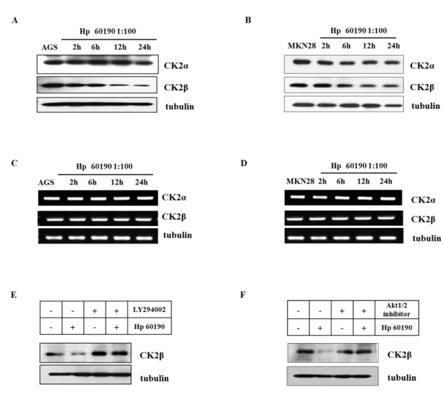 Figure  6.  H.  pylori  induced  CK2β  degradation  through  PI3K/Akt  pathway.  AGS  cells  (A,  C)  were  infected  with  CagA +  (Hp60190)  at  multiplicity  of  infection  (MOI)  of  100:1  for  various  times