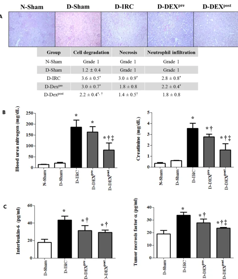 Fig 2. DEX improved histopathological scores and reduced markers of renal dysfunction and inflammation in renal IR injury, PAS X40