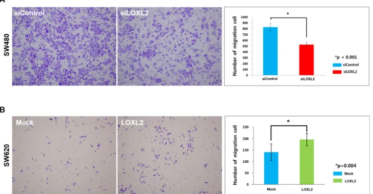 Figure 2: Migratory potential alterations induced by the changes in LOXL2 expression.  (A) Transwell migration of LOXL2-