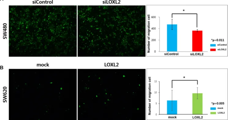 Figure 3: Effects of LOXL2 silencing/ectopic expression on the migration of CRC cells through the endothelial barrier