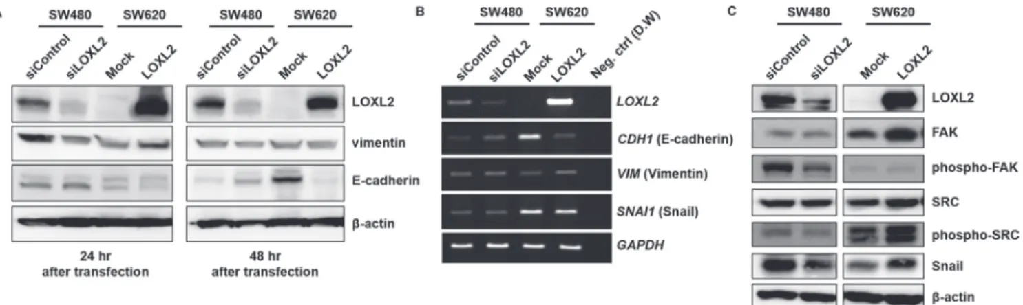 Figure 4: Induction of EMT by LOXL2 through the activation of FAK/Src pathway and upregulation of Snail