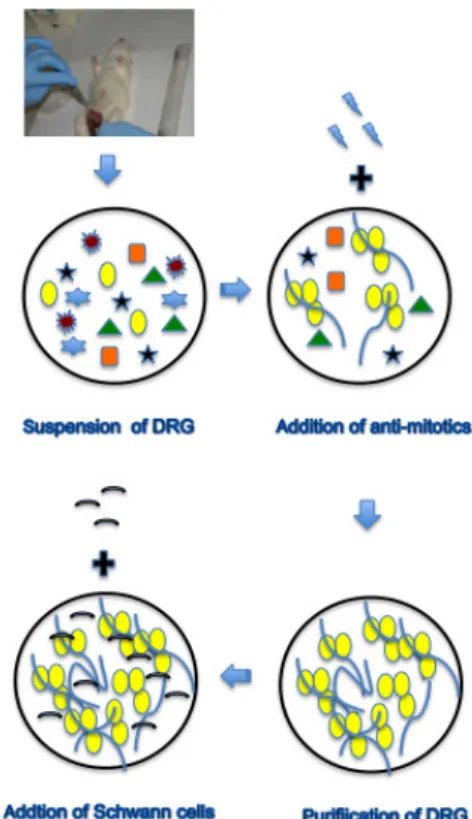 Fig. 1 Procedure of coculture with Schwann cells and 
