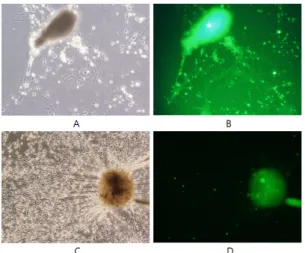 Fig. 3 Identification and distinction of myelination and 