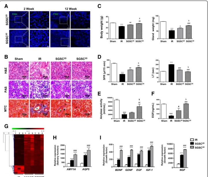 Fig. 5 3D-primed salivary gland-resident stem cells (SGSCs) restore IR-induced salivary gland hypofunction in vivo