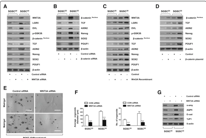 Fig. 3 WNT activation and signaling following priming in 3D microwell culture. a, b Presence of WNT3A and β-catenin siRNA suppressed expression of WNT- β-catenin-related and stem cell-related proteins