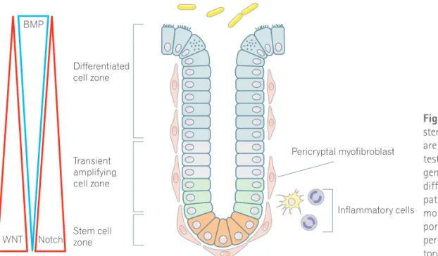 Fig. 1. Homeostasis of colon crypt and  stem cell-regulating factors. Colon crypts  are maintained by the ability of the  in-testinal stem cells to self-renew and to  generate a hierarchy of proliferative and  differentiated cells via complex signaling  pa