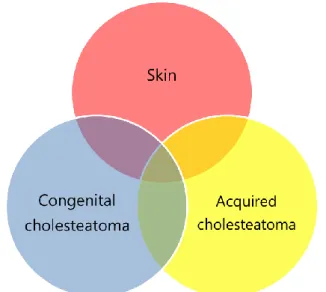 Figure  7.  Distribution  of  proteins  from  the  congenital  and  acquired  cholesteatomas and the skin