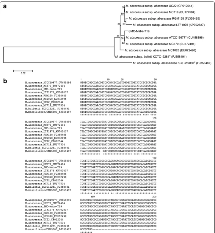 Fig. 2 Analysis of DNA sequences in the erm(41) of Mycobacterium abscessus subsp. abscessus clinical isolate SMC-Mabs-T19