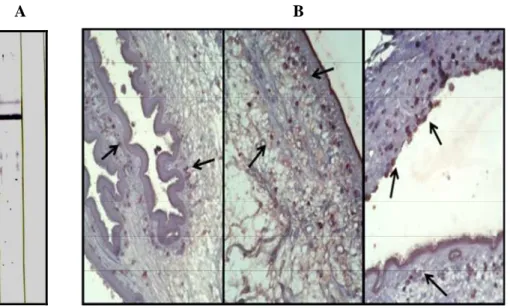 Fig. 10. Generation of polyclonal antibody against rTsMFc and localization of  fasciclin-like protein in the TsM