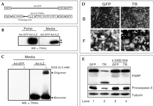 Fig. 2. Expression-, secretion-, and apoptosis-inducing activity of adenoviral-encoded TRAIL
