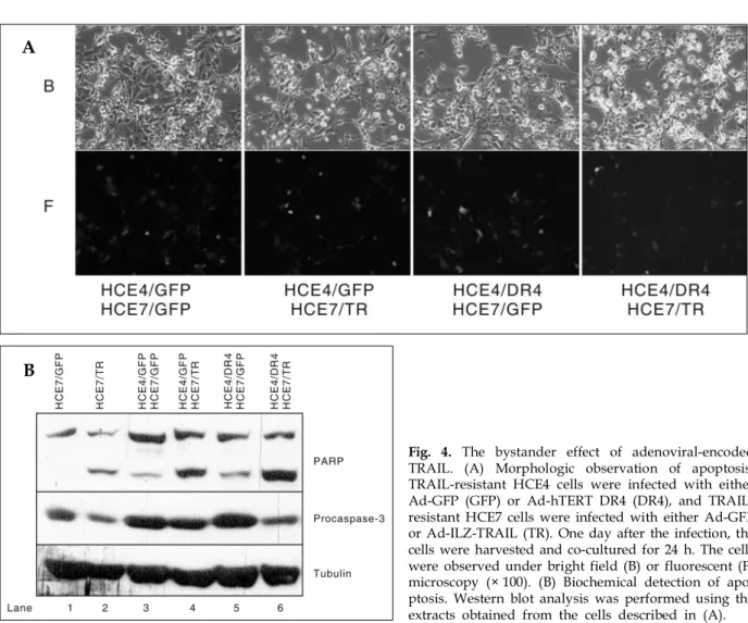 Fig. 4. The bystander effect of adenoviral-encoded TRAIL. (A) Morphologic observation of apoptosis