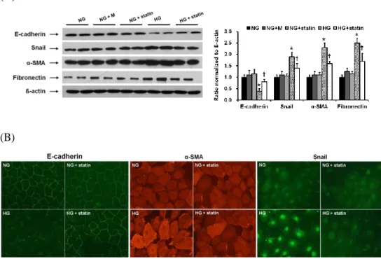 Figure 2. Effects of simvastatin on EMT and fibronectin expression in HPMCs.  (A)  HPMCs  were  incubated  for  72  hr  with  5.6  mM  glucose  (NG),  NG  +  mannitol  (94.4  mM,  NG  +  M),  NG  +  1  µM  simvastatin  (NG  +  statin),  high  glucose  (100