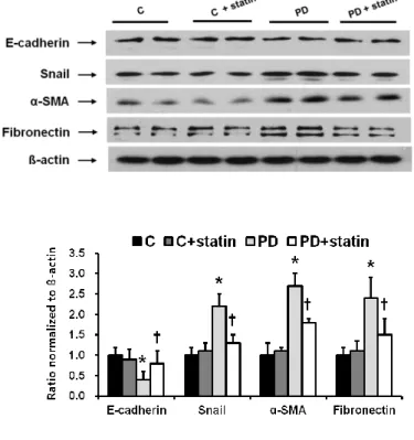 Figure 7. The protein expression of EMT markers and ECM in the peritoneum  of  control  (C),  C+  simvastatin  (C  +  statin),  4.25%  PDF  instillation  (PD),  or  4.25% PDF + simvastatin (PD + statin) rats