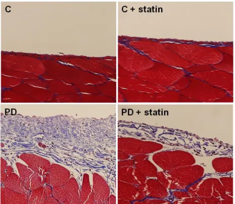 Figure  9.  Masson’s  trichrome  staining  of  the  peritoneum  of  control  (C),  C+  simvastatin  (C  +  statin),  4.25%  PDF  instillation  (PD),  or  4.25%  PDF  +  simvastatin  (PD  +  statin)  rats