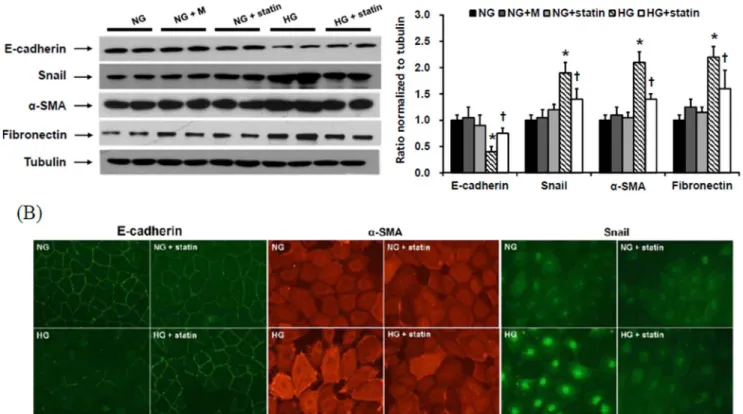 Figure 2. Effects of simvastatin on EMT and fibronectin expression in HPMCs. (A) HPMCs were incubated for 72 hr with 5.6 mM glucose (NG), NG + mannitol (94.4 mM, NG+M), NG+1 mM simvastatin (NG + statin), high glucose (100 mM, HG), or HG+1 mM simvastatin (H