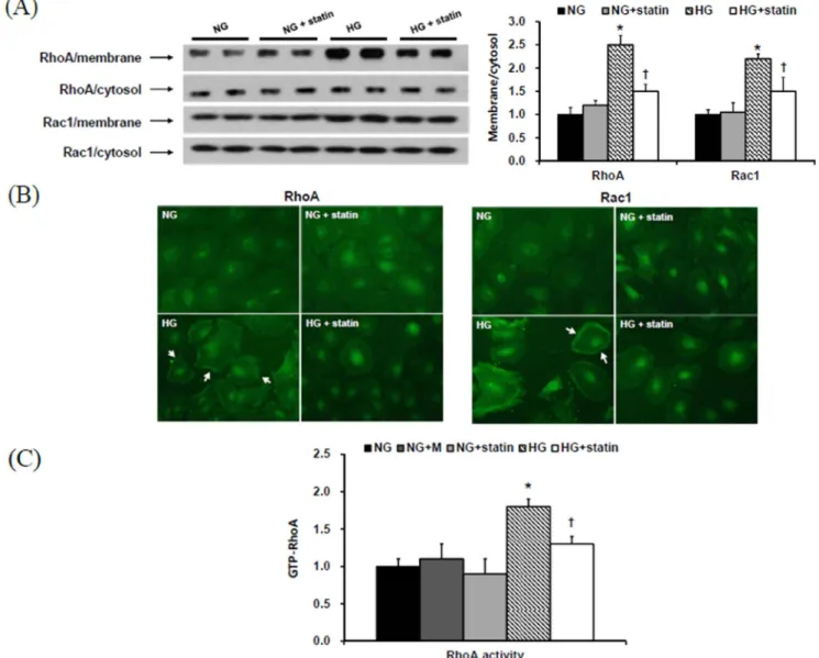 Figure 4. RhoA1 and Rac1 protein expression in the membrane and cytosol fractions of HPMCs exposed to 5.6 mM glucose (NG), NG + mannitol (94.4 mM, NG+M), NG+1 mM simvastatin (NG + statin), high glucose (100 mM, HG), or HG+1 mM simvastatin (HG + statin)