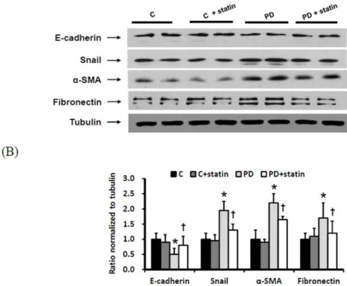 Figure 7. The protein expression of EMT markers and ECM in the peritoneum of control (C), C+ simvastatin (C + statin), 4.25% PDF instillation (PD), or 4.25% PDF + simvastatin (PD + statin) rats