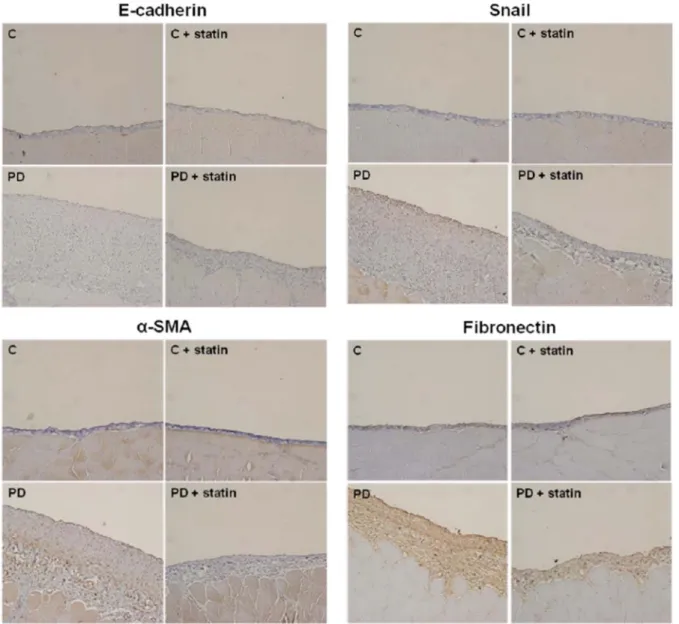 Figure 8. Immunohistochemical staining of the peritoneum of control (C), C+ simvastatin (C + statin), 4.25% PDF instillation (PD), or 4.25% PDF + simvastatin (PD + statin) rats