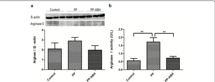 Fig. 1 Arginase II expression and activity. a Arginase II expression did not differ significantly among the treatment groups