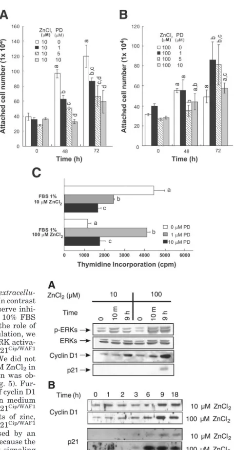 Fig. 2. Effects of PD-98059 on the zinc-induced pos- pos-itive and negative regulations of cell growth and proliferation