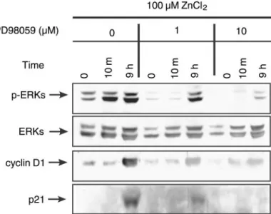 Fig. 6. Positive and negative regulations of cell growth and the differential activation of ERK and induction of p21 Cip/WAF1 in 10%