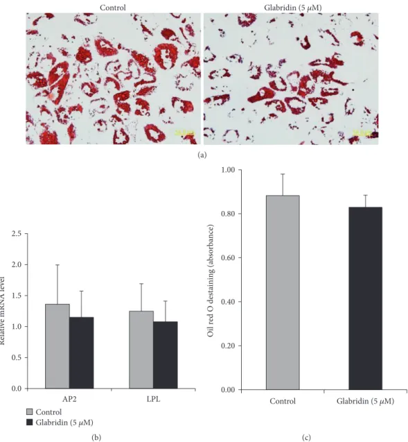 Figure 6: Eﬀect of glabridin on adipogenesis in MSCs. (a) Adipogenic diﬀerentiation was evaluated by oil red O staining (magniﬁcation: 400x)