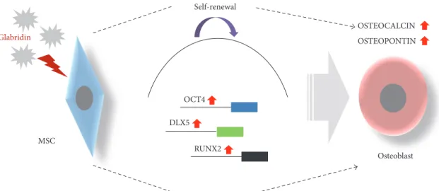 Figure 7: Schematic summary of the eﬀect of glabridin on osteogenesis of MSCs. Our results suggest that glabridin upregulates the expression level of the OCT4 gene associated with stemness and that of DLX5 and RUNX2 genes related to osteogenesis