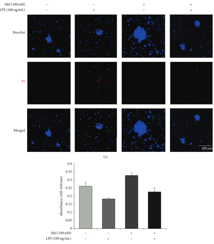 Figure 2: The measurement of apoptotic cells after melatonin treatment in LPS-induced inflammation