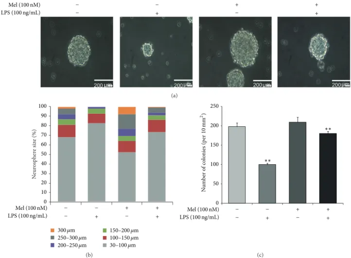 Figure 3: The measurement of neurosphere size in LPS-induced inflammation. (a) Neurosphere was observed using bright field microscopy and neurosphere size was measured using Image J software