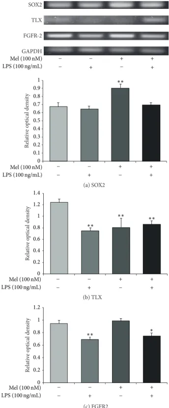 Figure 5: SOX2 and TLX mRNA expression after melatonin treatment in LPS-induced inflammation