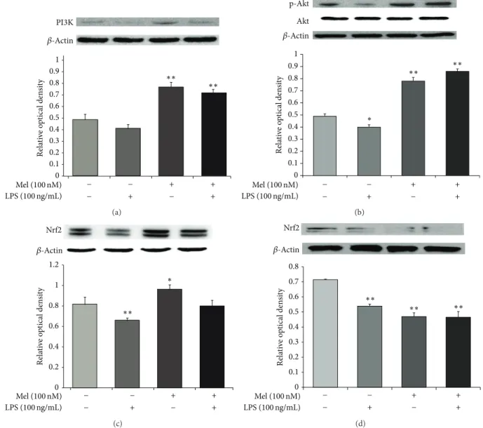 Figure 6: The measurement of PI3K/Akt/Nrf2 signaling after melatonin treatment in LPS-induced inflammation
