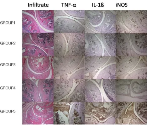 Figure  2. Histopathological finding and immunohistochemical staining  for TNF- α, IL-