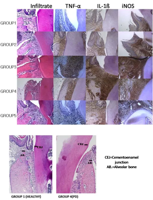 Figure 6. Histopathological finding and immunohistochemical staining for TNF- α, IL-