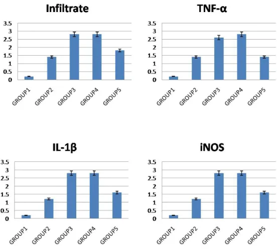 Figure  7.  The scores of histopathological finding and immunohistochemical staining.