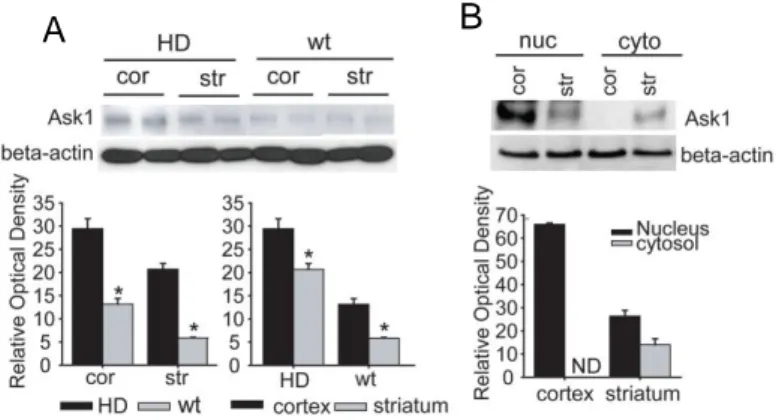 Figure 1. Expression of Ask1 in HD transgenic mice (tg) and HD littermates  (wt).  (A)  Western  blot  analysis  of  Ask1  protein  in  HD  and  wt  mice  demonstrates that the Ask1 protein is expressed in cortical and striatal regions,  respectively