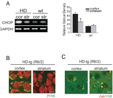 Figure 2. ER stress and expression pattern of Ask1 in HD transgenic mice  (tg)  and  HD littermates  (wt)