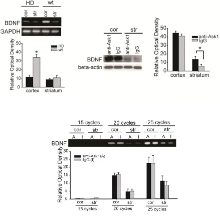 Figure 5. The effect of inhibition of Ask1 on expression of BDNF. BDNF  mRNA expression was reduced in both the cortex and striatum of HD mice,  whereas BDNF mRNA is expressed at a high level in the cortex of wt mice