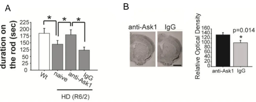Figure  6.  The  effect  of  inhibition  of  Ask1  on  expression  of  motor  dysfunction