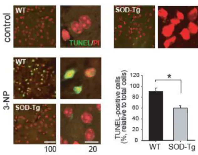 Figure 2. Apoptotic cell death in wt and SOD-tg mice. TUNEL-positive cells  were  more  densely  detected  in  the  3-NP-infused  wt  mice  compared  to  the  SOD-tg mice (left)